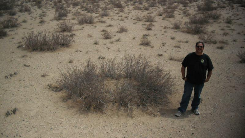 The Creosote Bush: A study in the inertia of life - The Way of Things