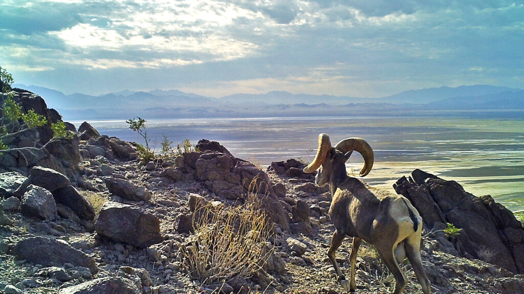 M7 ALS2068 L186 T186 S0 IR0 C2 Y483 B0 ST3 SNAP0